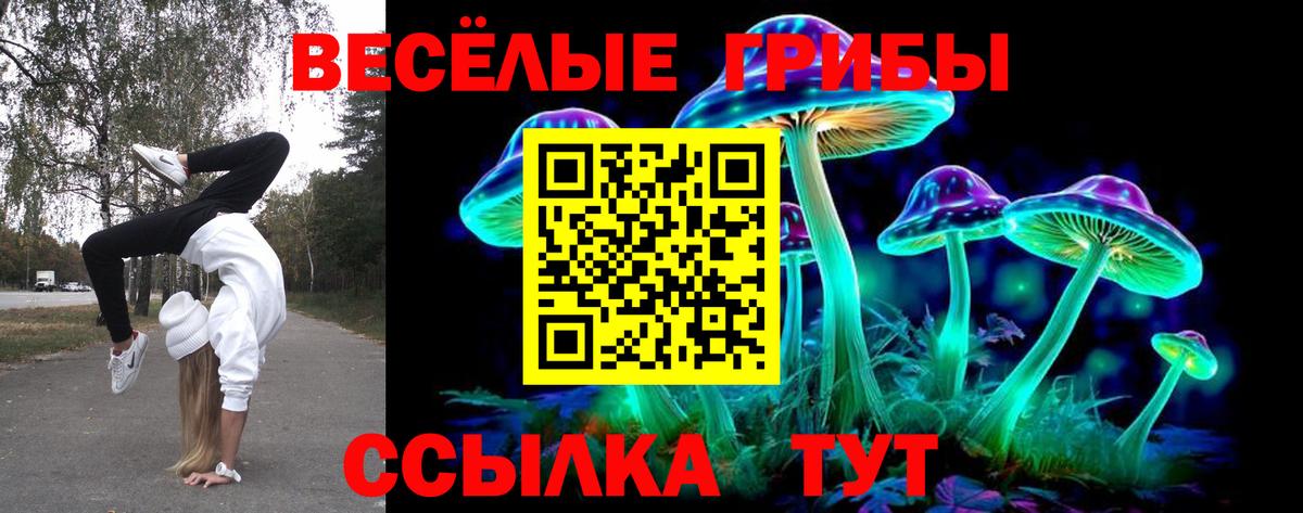 Галлюциногенные грибы Psilocybe Моздок